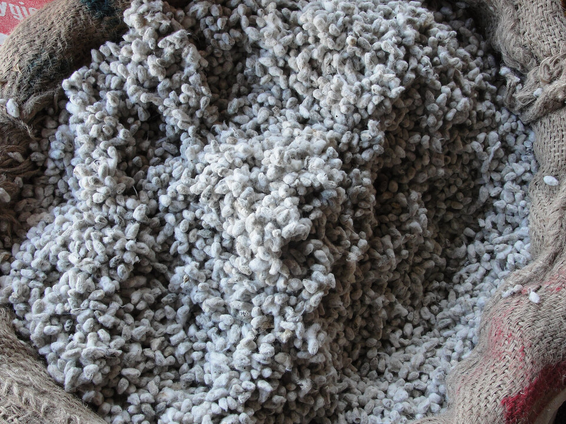 An open sack filled with fuzzy, grayish-white linted cottonseed, the form fed to cattle as whole cottonseed.