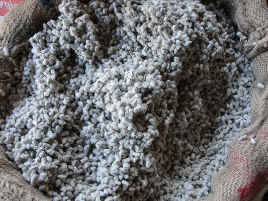 An open sack filled with fuzzy, grayish-white linted cottonseed, the form fed to cattle as whole cottonseed.