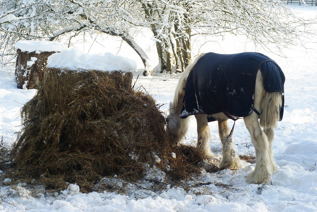 A blanketed white horse with feathered legs eats from a round bale of hay standing on end in the snow, with pulled-out hay scattered around its base.