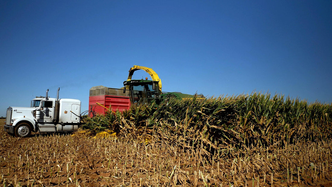 A green self-propelled forage harvester with a yellow spout chops a field of standing corn into a red silage trailer pulled by a white semi truck under a deep blue sky.