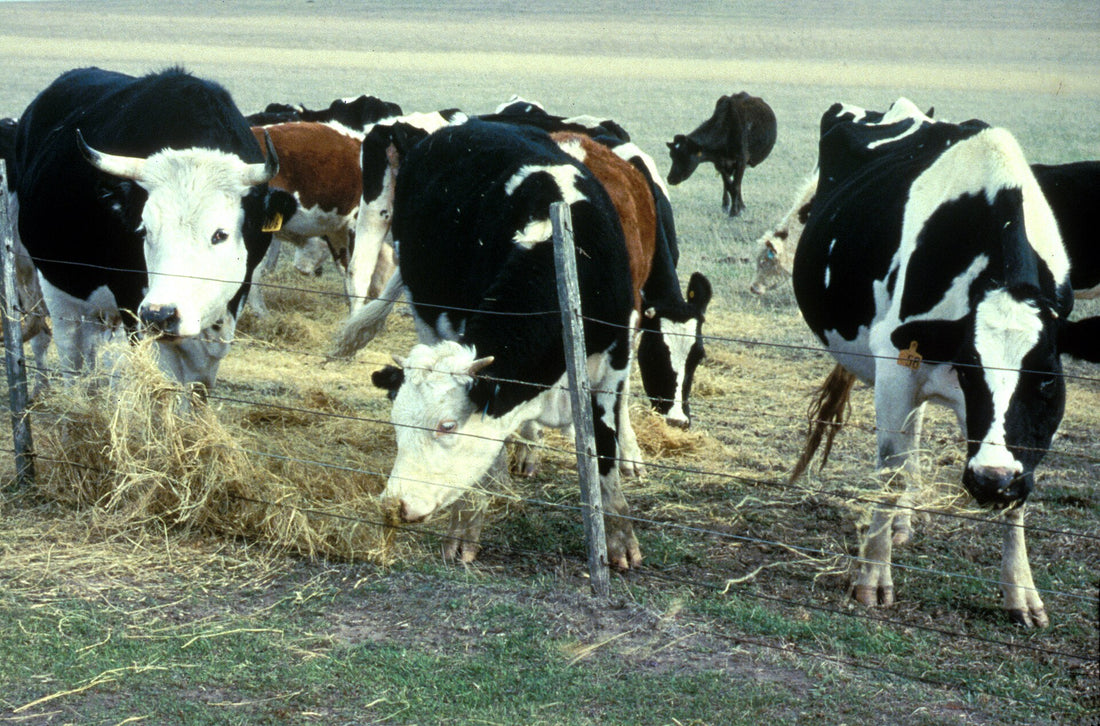 Cattle feeding on hay in a pasture — daily dry-matter intake is the starting point for working out how much hay to put up.