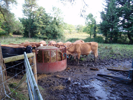 Cattle feeding around a round-bale feeder in a field — feeder design is the single biggest lever on how much hay gets wasted.
