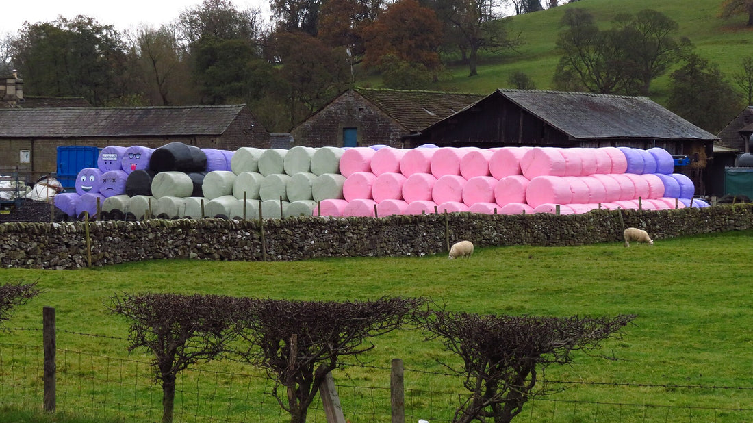 A row of plastic-wrapped baleage bales in a field — sealed from oxygen, wetter forage ferments instead of rotting.