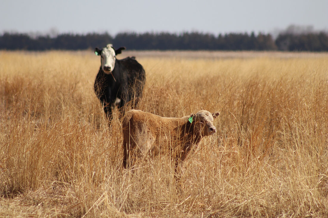 A black, white-faced cow and her tan calf stand in tall, dormant native grass at Lake Andes National Wildlife Refuge in South Dakota.