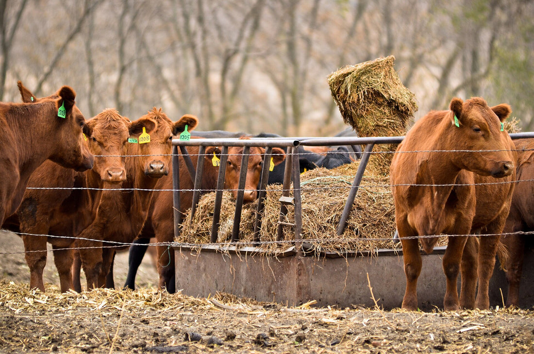 Red Angus cows with ear tags eat hay from a round-bale feeder behind a wire fence on a South Dakota ranch.