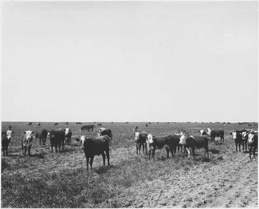Black-and-white 1941 photograph of white-faced cattle standing on short winter wheat that stretches flat to the horizon in Haskell County, Kansas.