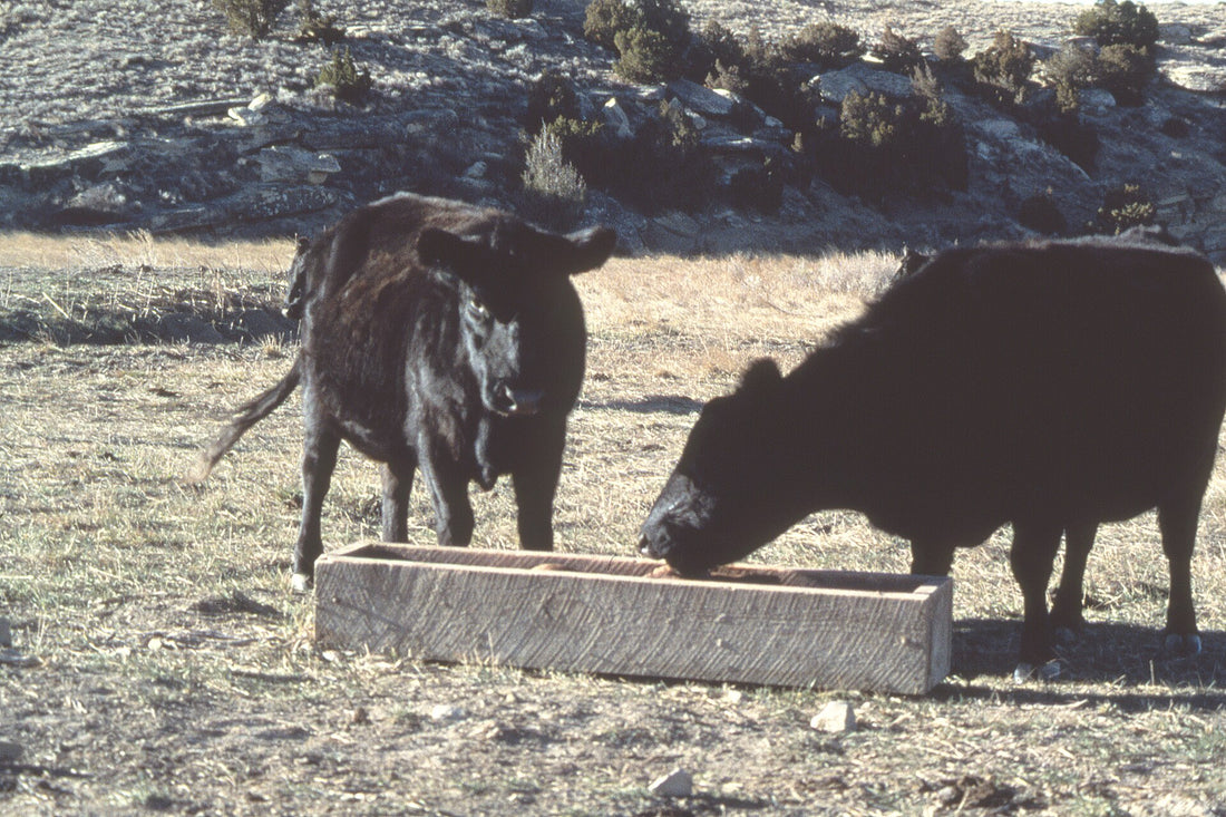 Two black beef cows at a wooden salt-block trough on dormant winter range, one licking inside the trough, with rocky, shrub-covered hills behind.