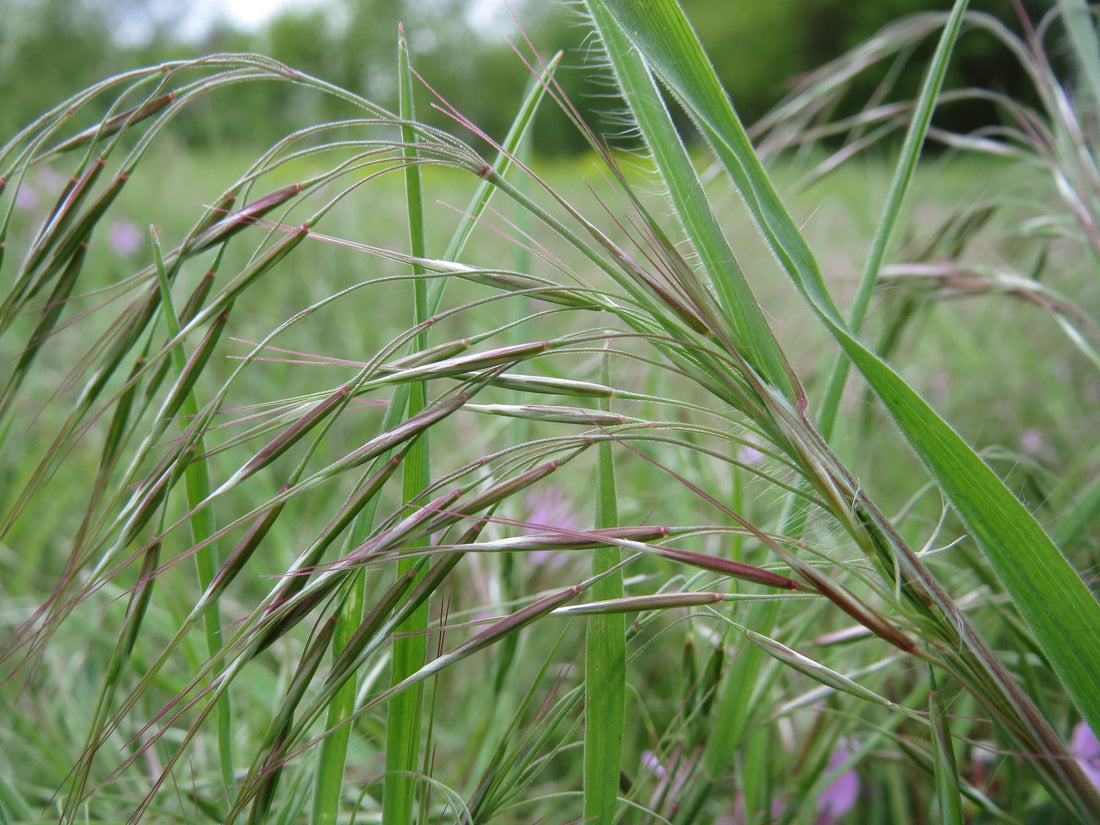 Close-up of cheatgrass (downy brome) seedheads: drooping, hairy spikelets with long purple-tinged awns above soft green leaves in a grassy field.