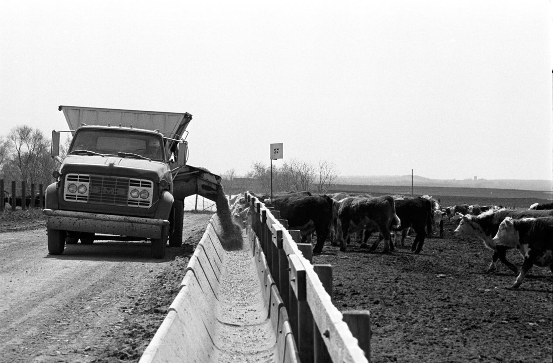 An early-1970s feed truck unloads feed through a side discharge into a long concrete fence-line bunk as Hereford cattle line up at a Nebraska feedlot, in black and white.