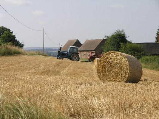 A single round bale in a field — oats and oat-pea mix are cut at milk stage and baled on the wet side for soft, palatable baleage.