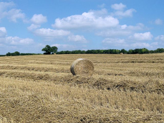 A round straw bale among the stubble of a harvested wheat field — wheat doubles as a forage crop cut green and as straw after grain harvest.