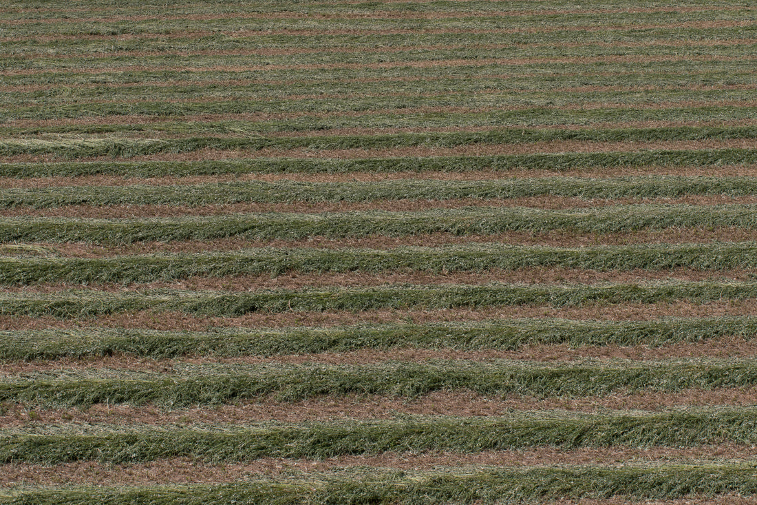 Rows of cut alfalfa drying in a field in Catalcam, Turkey; the photograph does not establish the farm's organic certification status.