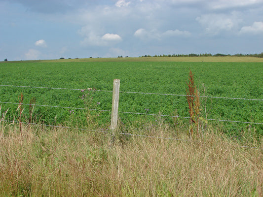 Standing alfalfa field in bloom with grass growing along the fence line in the foreground