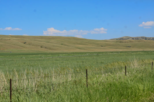 A tall stand of alfalfa-grass hay with grass seed heads in front of a barbed-wire fence and a wheel-line sprinkler, with dry hills behind, in Big Horn County, Montana.
