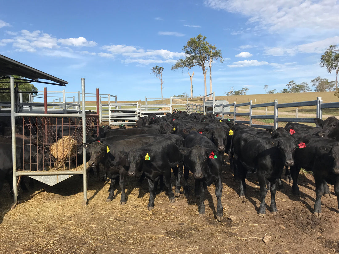 A pen of black Angus weaner calves with ear tags stands in a dirt yard beside a hay rack and steel panel fences.
