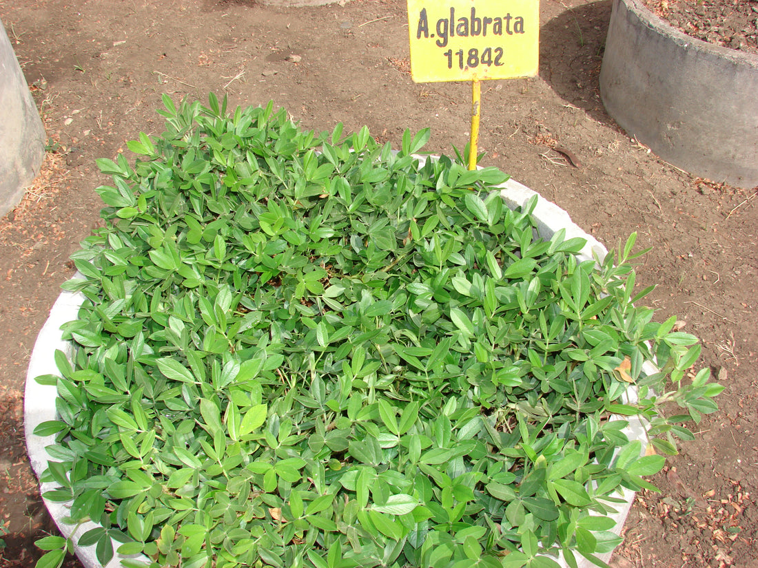 Perennial peanut, Arachis glabrata, growing in a labeled plant collection bed with leafy stems.