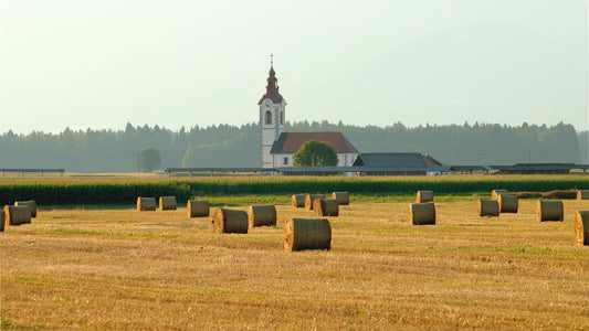 Round hay bales scattered across a stubble field at golden hour with a rural church in the background