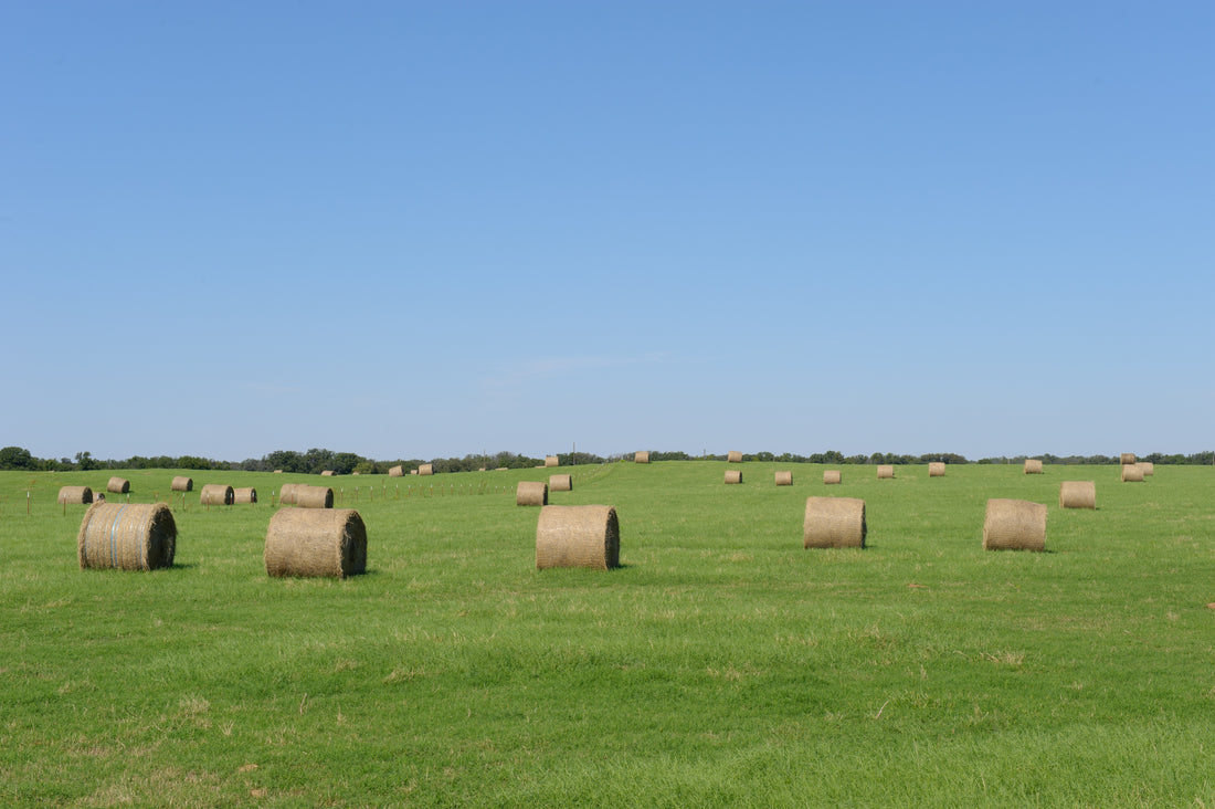 Round bales of Coastal bermuda hay in a green field in Baylor County near Seymour, Texas