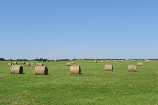 Round bales of Coastal bermuda hay in a green field in Baylor County near Seymour, Texas