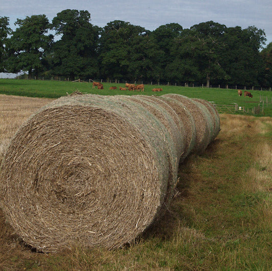 Round bales sitting in a harvested field — triticale is cut at boot-to-milk stage and baled, then wrapped wet as high-quality baleage.