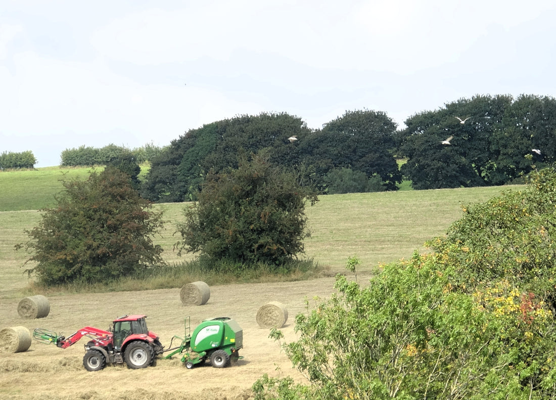 A tractor and round baler working a sloping hay field with finished round bales resting on the hillside