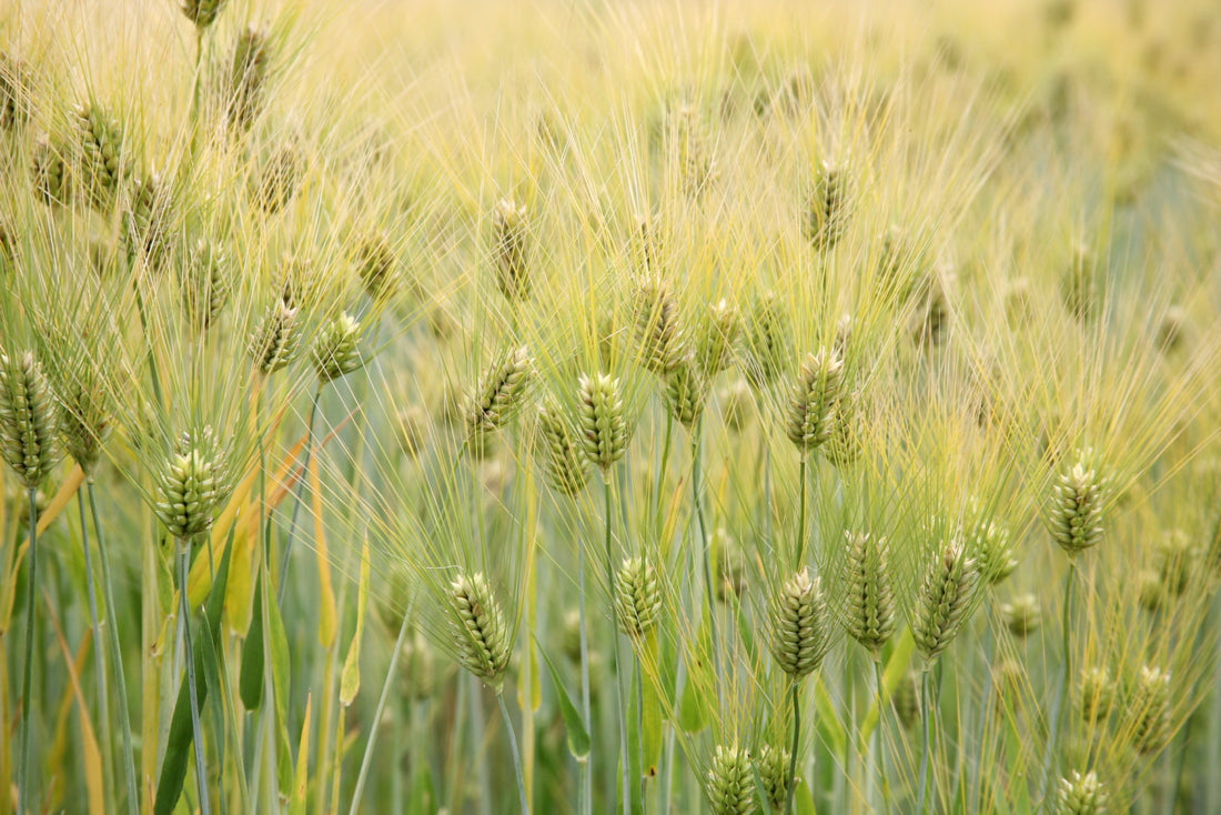 Awned barley heads at the US National Arboretum, illustrating crop identity rather than a recommended cutting stage.