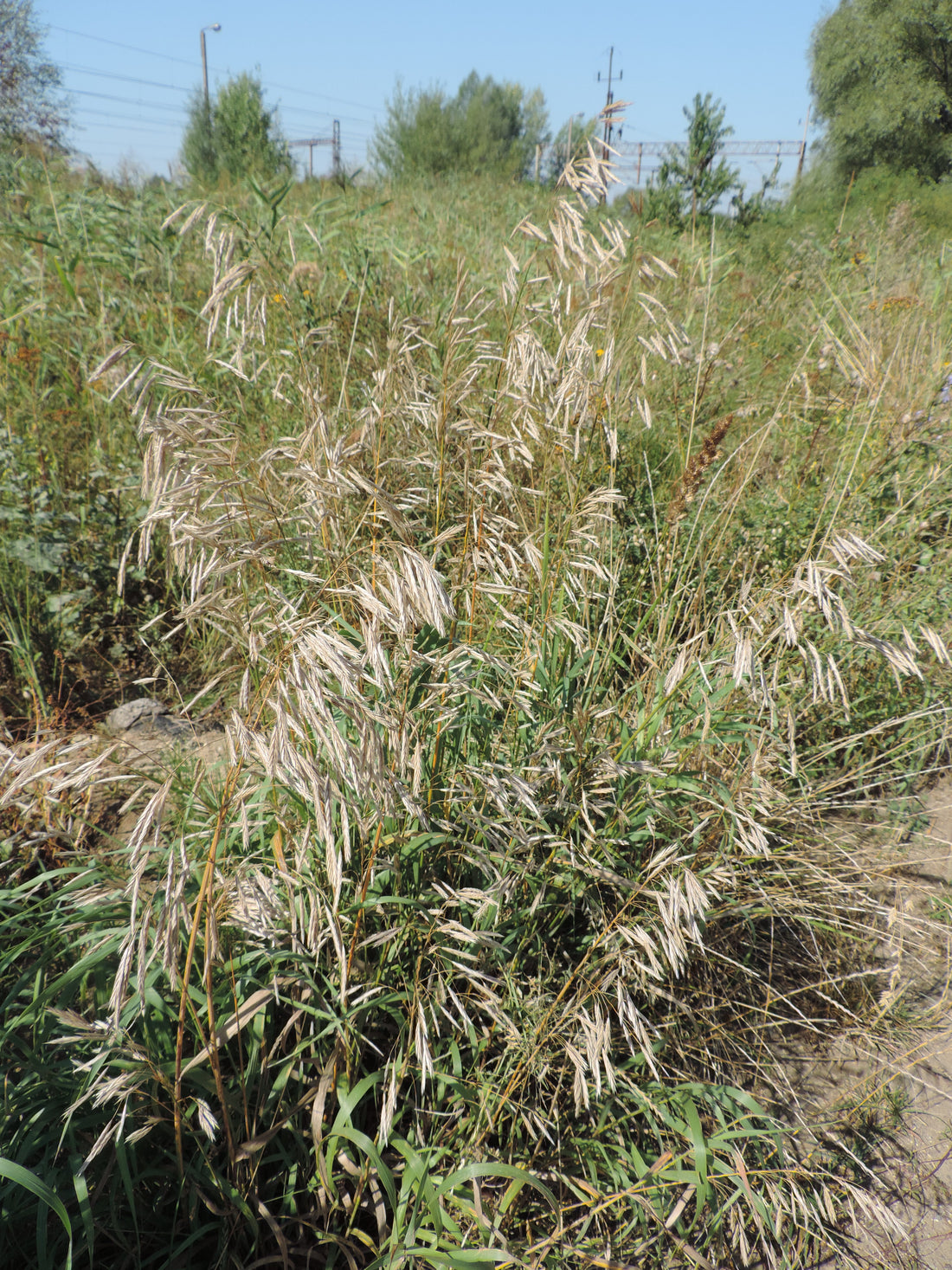 Smooth brome (Bromus inermis) seed head at the heading stage in a grassy hay meadow