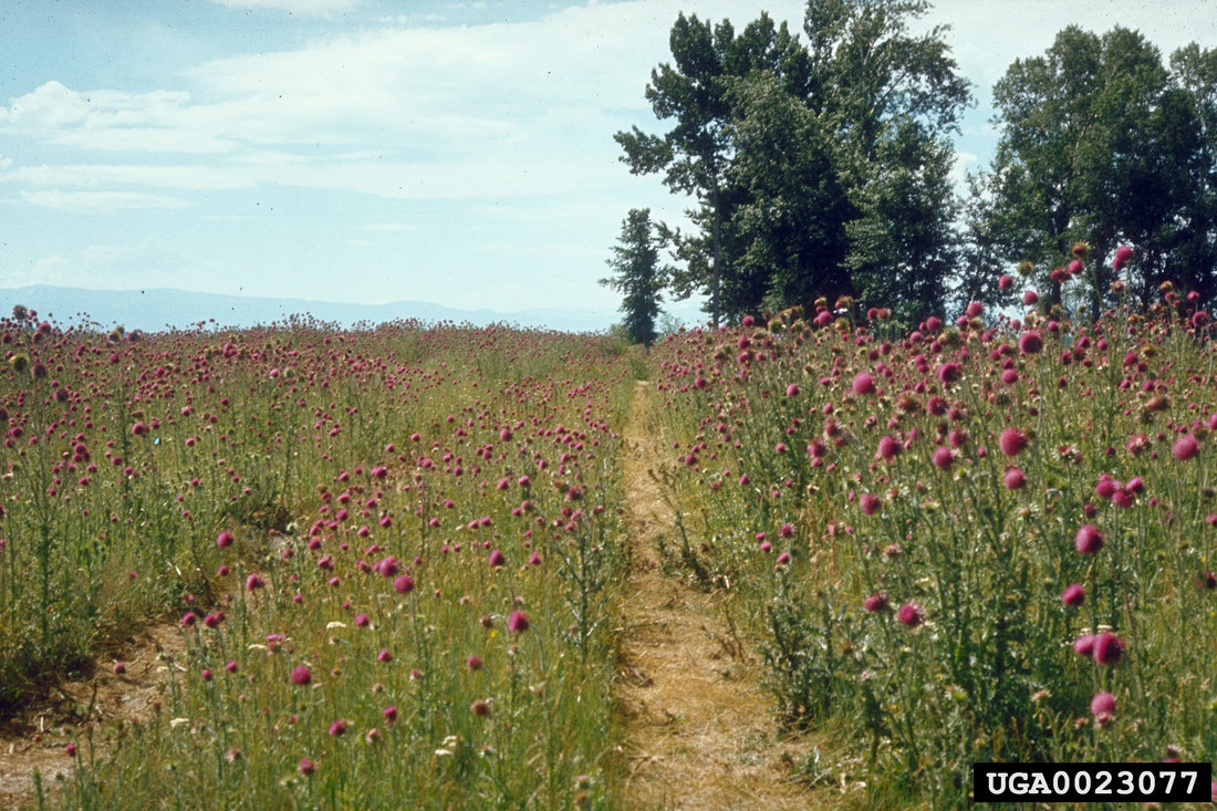 A pasture crowded with flowering musk thistle, pink-purple nodding heads on tall stems along a dirt track, with cottonwood trees and distant mountains behind.