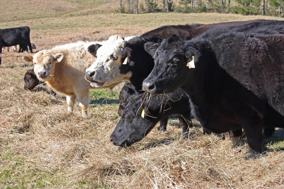 Black and white-faced beef cows and a pale calf eat hay spread across a winter pasture in central Alabama.