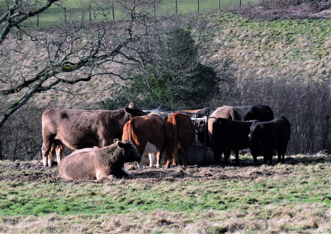 Cattle gathered around a hay feeder on worn ground at Churchland Fields in England, illustrating concentrated feeding traffic rather than a finished pad.