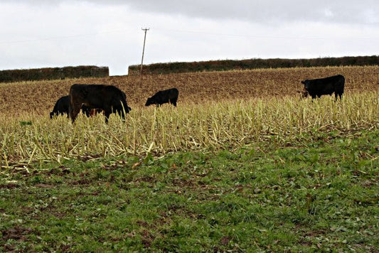 Cattle in a drought-thinned corn field — failed or drought-stressed corn can be salvaged as whole-plant baleage for cattle feed, but must be tested for nitrates.