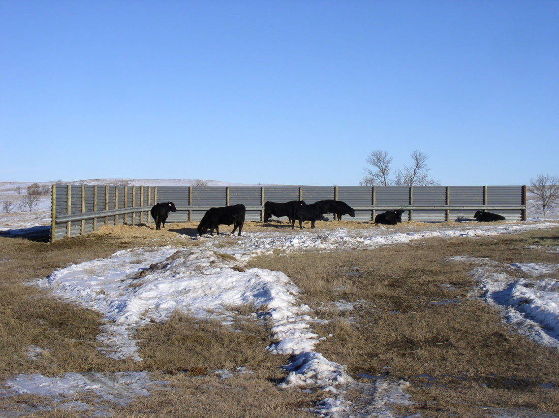 Black cattle feed on spread hay and rest in the lee of a long corrugated-metal windbreak fence on snowy rangeland in northwestern South Dakota.