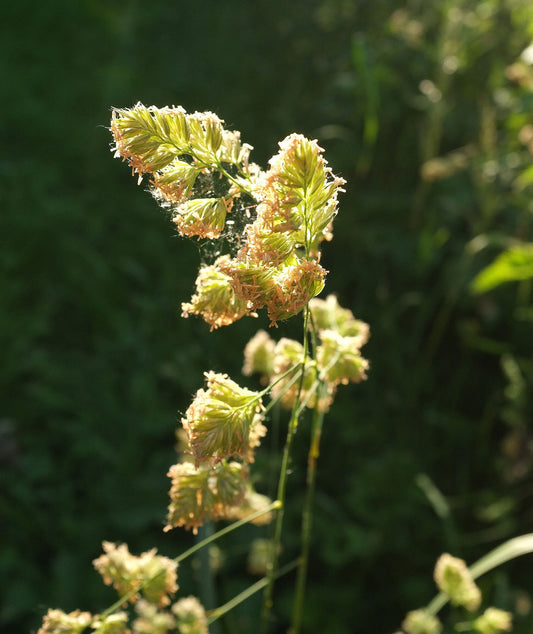 Orchard grass (cocksfoot, Dactylis glomerata) seed heads at the heading stage in a hay meadow