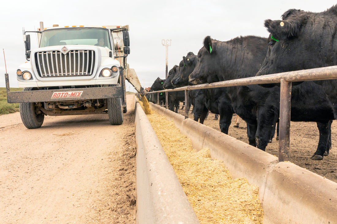 A feed truck drives along a concrete fence-line bunk, dropping a corn by-product ration in front of a row of black cattle waiting behind a pipe fence.