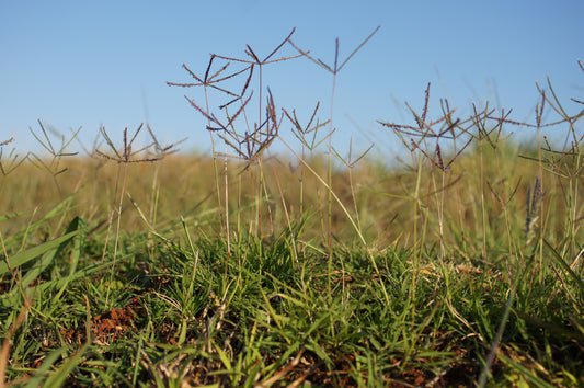Ground-level view of a bermudagrass sward showing the low spreading leaf canopy and thin stems carrying the characteristic finger-like seedheads against a blue sky