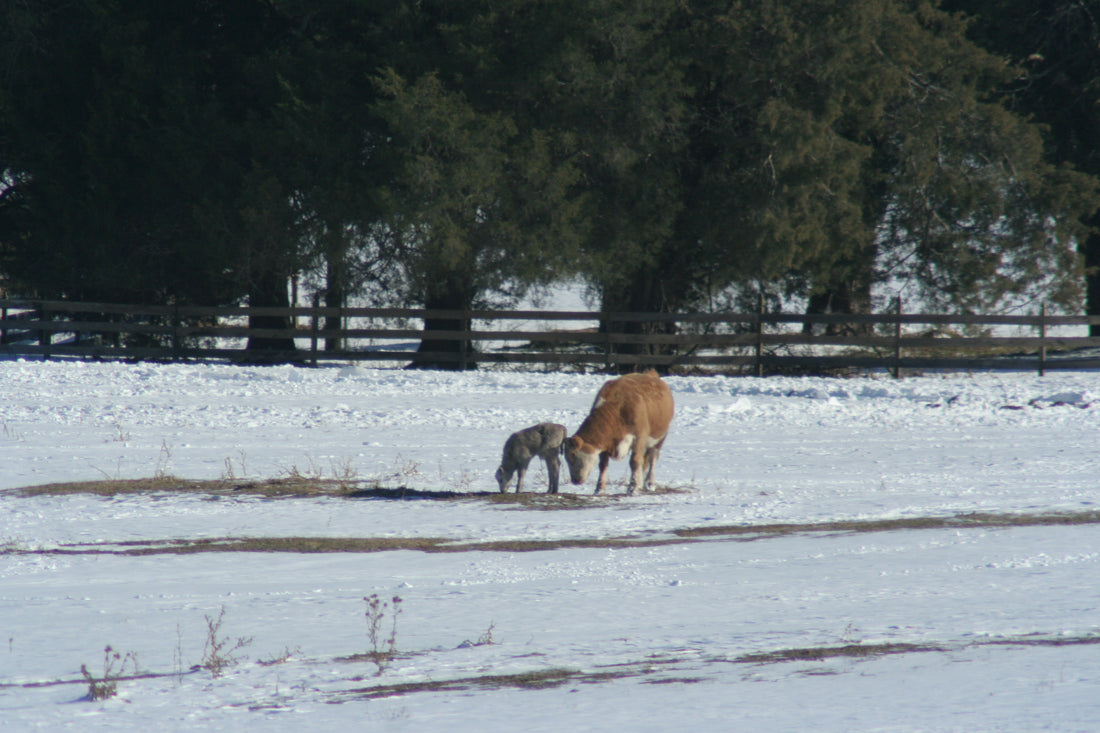 A cow and her young calf nose for grass through snow on a fenced pasture at Chippokes State Park, Virginia, in late December.