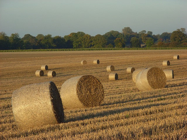Round bales in a clean, freshly harvested field — keeping dirt out of the bale is what makes crop residue cattle will actually eat.