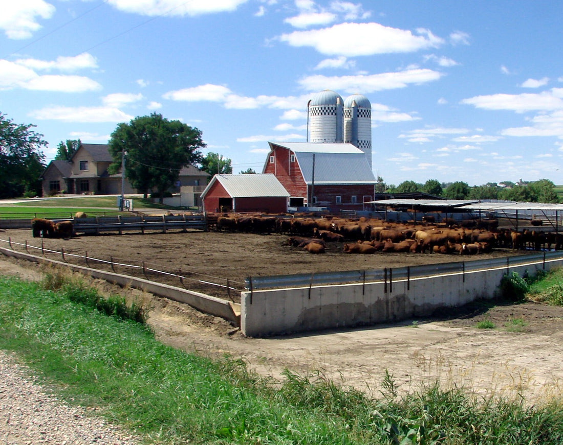 Red beef cattle in a dirt feedlot pen with a fence-line concrete feed bunk and a roofed shade structure, beside a red barn with twin silos on a northwest Iowa farm.