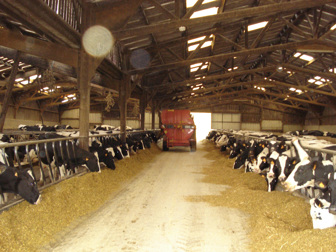 A red feed mixer wagon delivering a mixed ration along a dairy-barn feed alley, with Holstein cows on both sides.