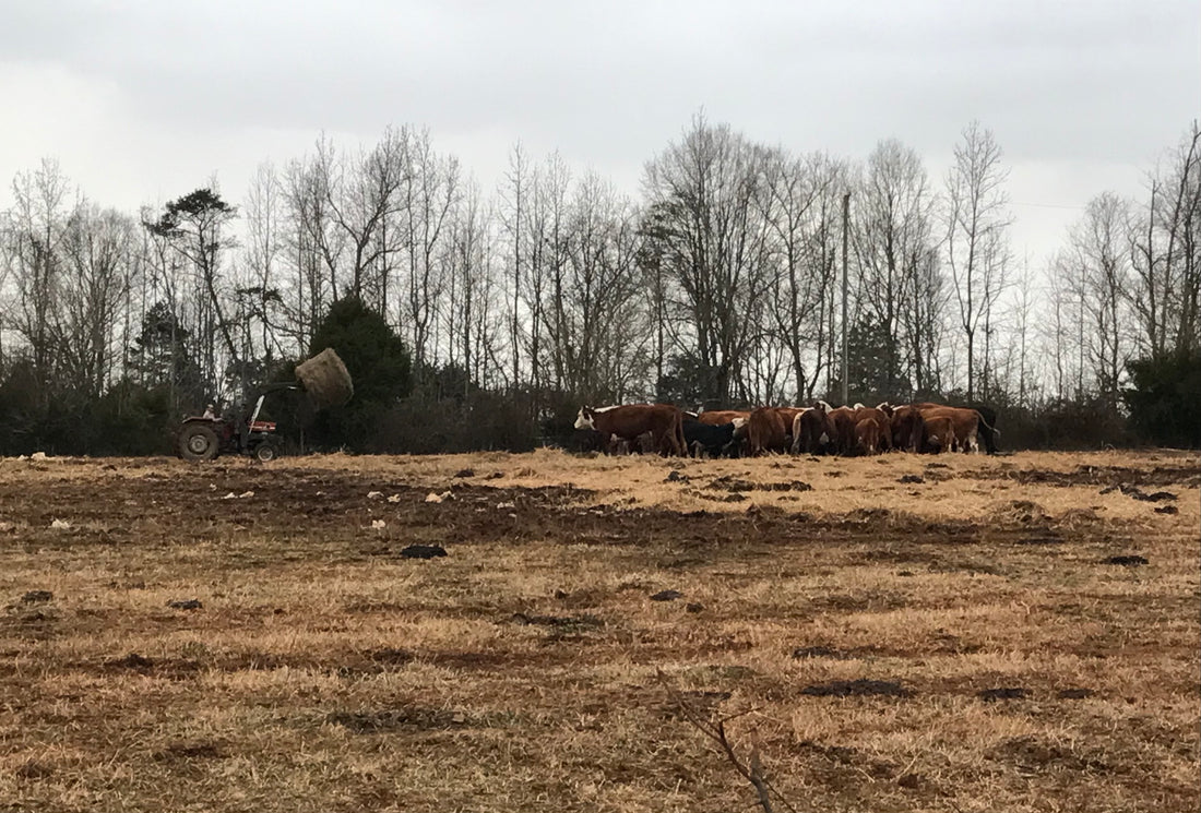 A tractor carries a round hay bale toward a group of mostly Hereford beef cows on dormant winter pasture lined with bare trees.