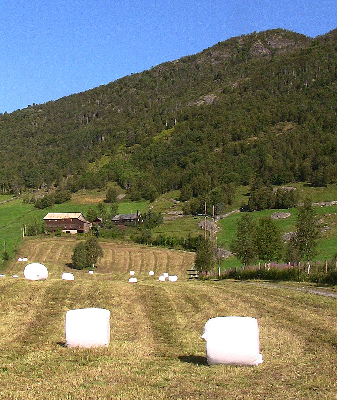 Round bales of baleage wrapped in white plastic film stored in a mowed field for winter feeding