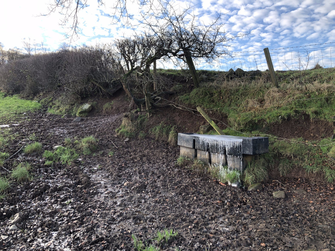 A field water trough sheathed in ice where its overflow froze down the sides, beside a muddy, hoof-churned approach and a hedge.