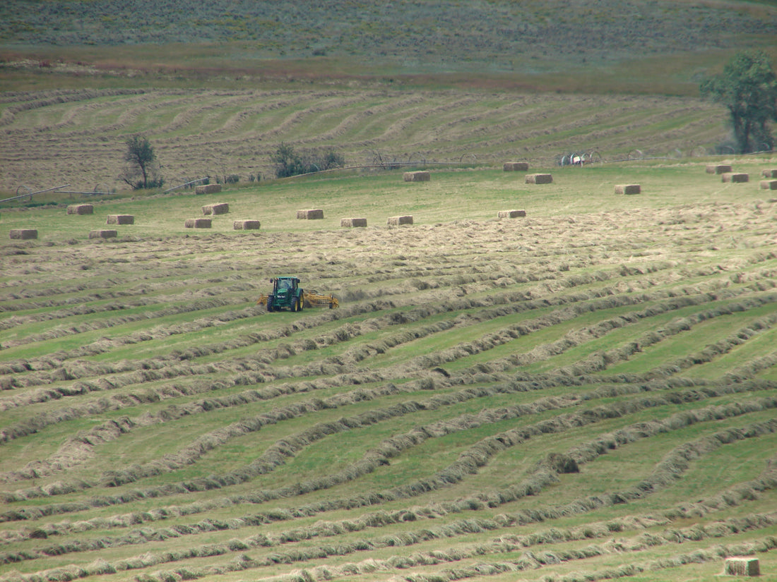 Tractor raking hay windrows on a hillside field with small square bales already dropped