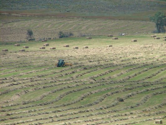 Tractor raking hay windrows on a hillside field with small square bales already dropped
