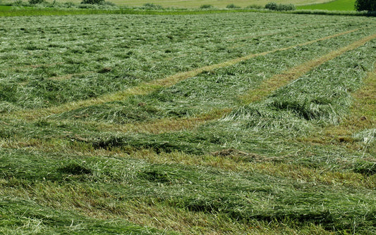 Freshly mown green hay laid in wide swaths and raked windrows across a field with tractor tire tracks visible