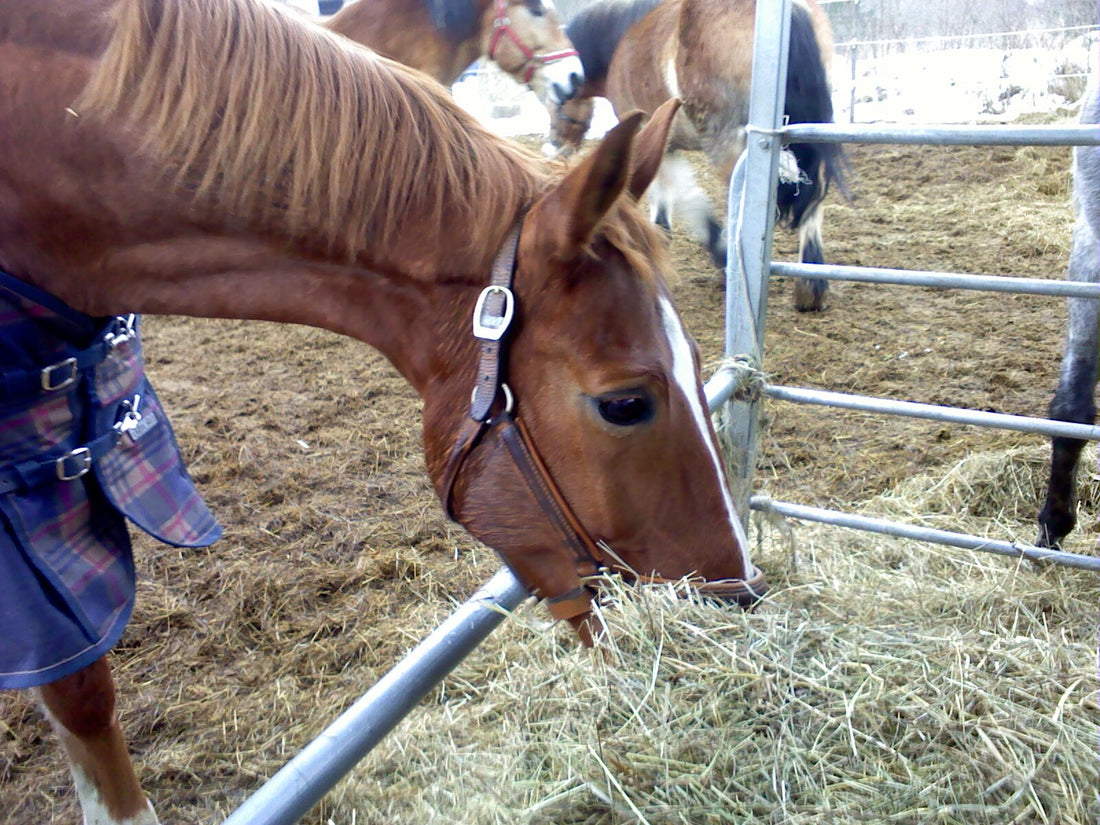 Chestnut horse in a winter blanket eating dry grass hay from a feeder in a snowy paddock