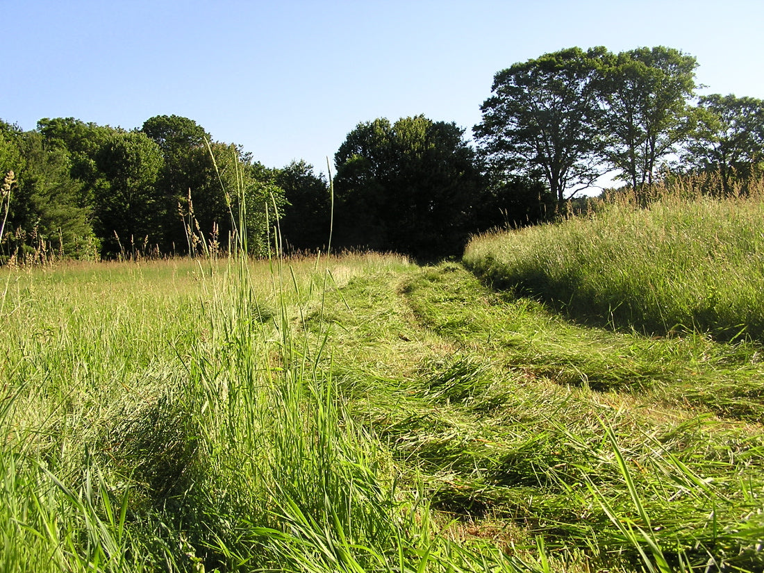 Standing grass hay beside a freshly mown swath in a New England meadow, showing the cut line and stubble left by a mower-conditioner