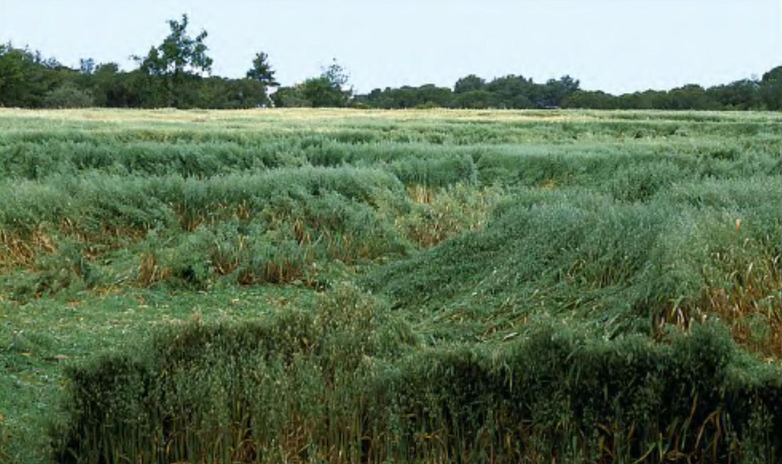 A green forage crop badly lodged and laid flat in swirling patches after wind and rain, with patches still standing