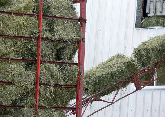 Small square hay bales riding up a bale elevator into barn storage, showing the hand-handled short-haul model that keeps two-tie bales dominant in most of the country