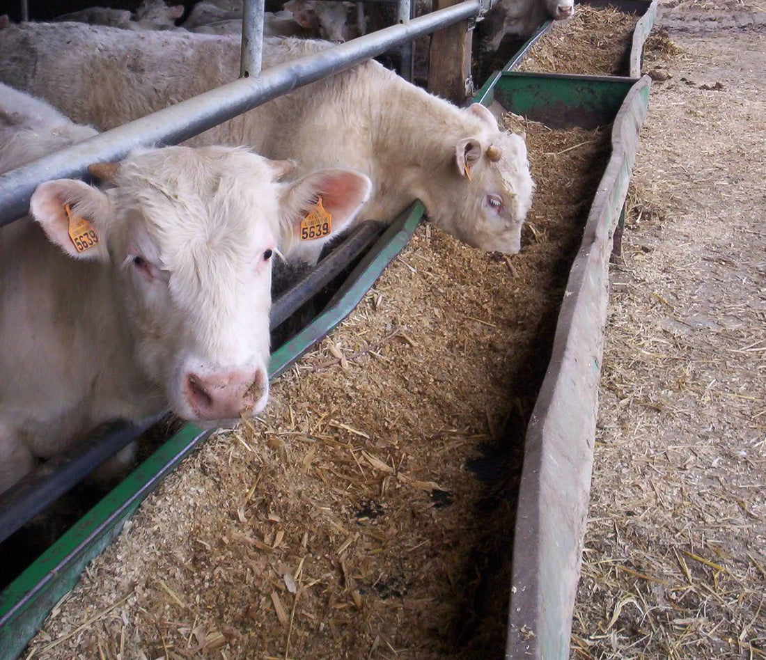 Weaned Charolais feeder calves with ear tags reach through a pipe feed barrier to eat corn silage from a long bunk in a barn.